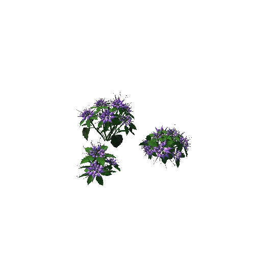 flower Physoplexis omosa5